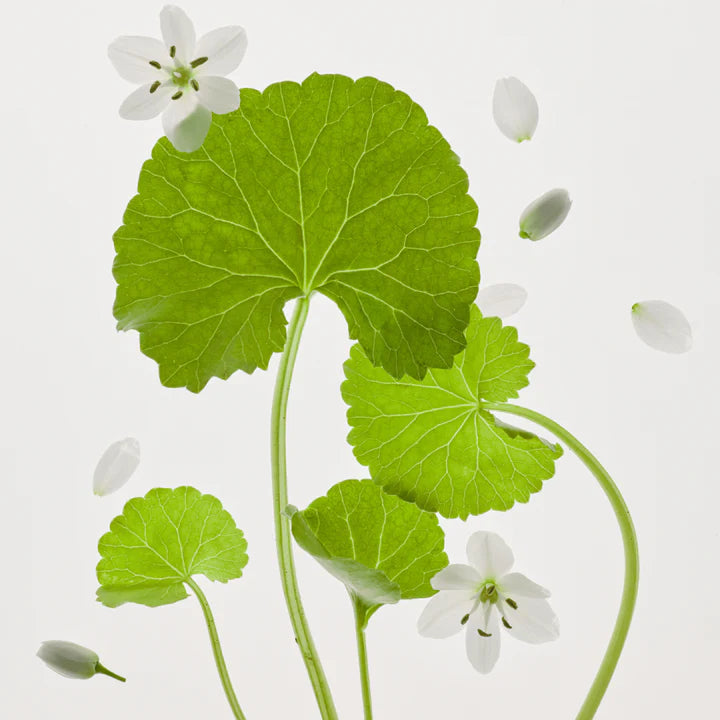 Beauty of Joseon – Centella Asiatica Calming Mask