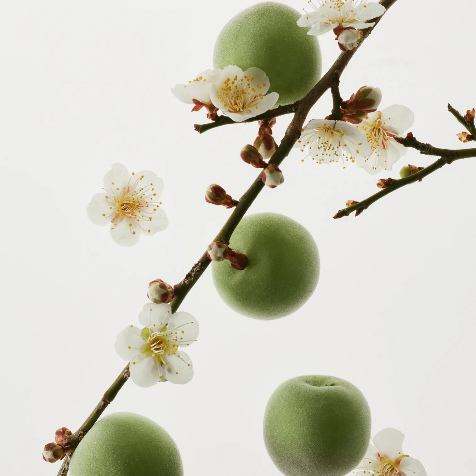 Green Plum Refreshing Cleanser